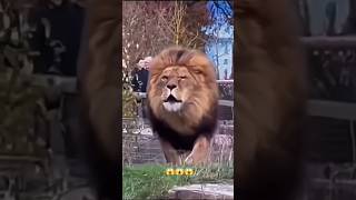 Babbar sher☠️💪😱😱animals wildlion trendingshorts ytshortsvideo youtubeshorts trending leopard [upl. by Hale]