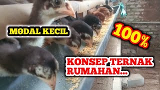 KONSEP PALING MUDAH MODAL KECIL TERNAK AYAM KAMPUNG SKALA RUMAHAN 100 BERHASIL [upl. by Gavan]