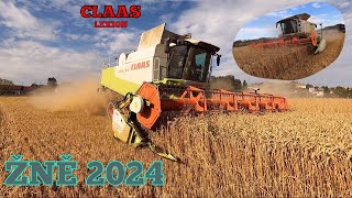 ŽNĚ 2024  HARVEST 2024  Claas Lexion 570660  MAN TGS 26400TGA 18310 [upl. by Oiram]