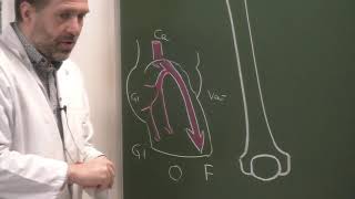 MI 8 Vascularisation de la cuisse et du genou Vascularization of the thigh and knee [upl. by Marianna]