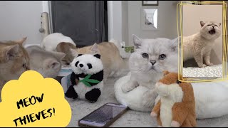 Apollos sound to attract cats is stolen by plushies [upl. by Yusuk]