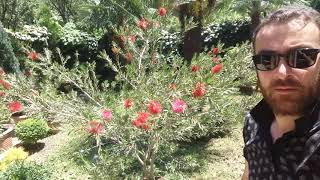 Callistemon კალისტემონი [upl. by Ryley]