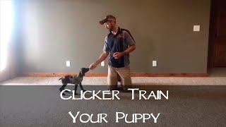 Clicker Training Your New Puppy  Part 1  Upland Bird Dog Training [upl. by Lien]