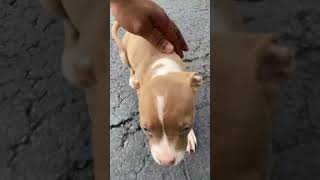 5 weeks Redboy American PitBull Terrier🇺🇸😍🔥🧬 viral short realapbt mbktv gamepitbull [upl. by Enixam]