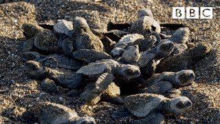 Baby turtles first steps  BBC [upl. by Beret]