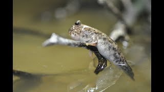 Mudskipper breeding 02 Burrow guarding amp defending Schlammspringernachzucht 02 Verteidigung des Baus [upl. by Carline368]