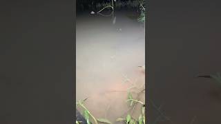 My effective way to catch eels part 3 nature 4kvideo fish [upl. by Flosser]