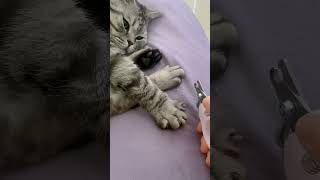 Nail clipper kitten [upl. by Blaze]