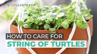 BEST TIPS HOW TO TAKE CARE OF STRING OF TURTLES  PEPEROMIA PROSTRATA [upl. by Harad69]