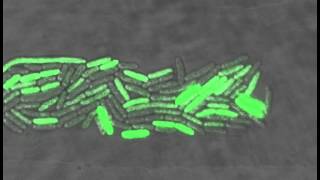 Bacteria oscillate individually [upl. by Nwahsirhc]