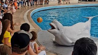 Youve Been Watching Dolphin Shows Wrong All Along [upl. by Aynor]