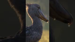 This Shoebill Stork Sounds Like A Machine facts [upl. by Kenleigh]