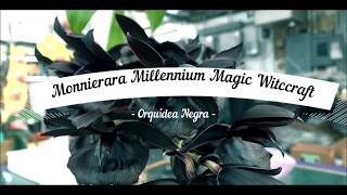 Monnierara millennium magic witchcraft Orquidea Negra [upl. by Pearline]