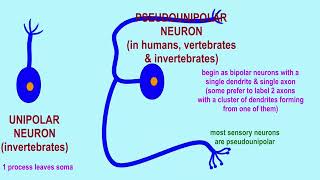 pseudounipolar neurons [upl. by Hsiekal]