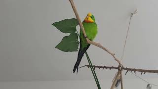 Barraband parakeet sounds 8 min [upl. by Neetsuj]