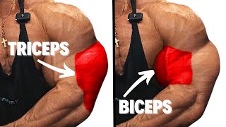 Biceps and Triceps Workout at Gym for Beginners [upl. by Ahsinehs814]