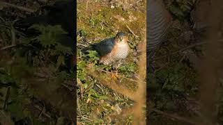 The Sparrowhawks Mewing Call  Bird Sounds shorts [upl. by Hannahs]