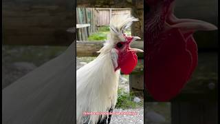 🐓🎶 Appenzeller Spitzhauben Hahn kräht  crowing rooster of the Swiss Appenzeller chicken rooster [upl. by Nidak]