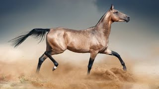 Akhal Teke Horse The Most Beautiful Horse in the World [upl. by Newton]