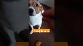 Ernesto react  quotRissol de carnequot memes humor cachorro pets [upl. by Enigroeg365]