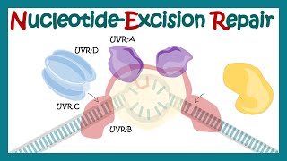 Nucleotide excision repair  NER  DNA repair mechanism animation xeroderma pigmentosum DNA repair [upl. by Niahs814]