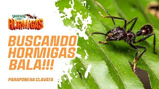 En Busca de HORMIGAS BALA  Documental en selva de Costa Rica [upl. by Alleinnad]