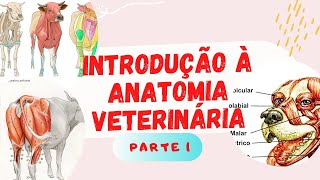 Introdução à Anatomia Veterinária part 1 [upl. by Farhi]