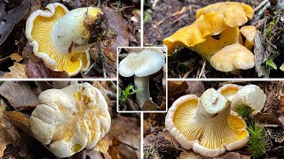 Blasser Pfifferling Cantharellus pallens  Cantharellus cibarius var pallens [upl. by Alten]