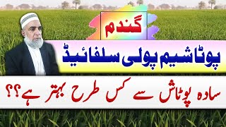 How Potassium Polysulphide is better for Wheat crop  Crop Reformer [upl. by Eimmaj]