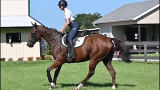 Whiskey 6 YO OTTB Gelding [upl. by Hanson917]