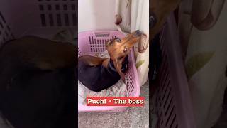 Puchi The boss ❤️ minivlog mohitsoniavlogs pets familyvlog youtubeshorts [upl. by Adnerak]