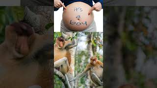 Monkeys sign of baby Boy pregnancy trending virelvideo explore [upl. by Alleyn]