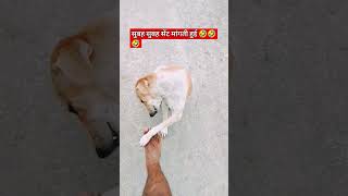 मारी मारी के घुमा पूरा गाना राजा जी dogs [upl. by Mandel]