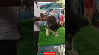 Dogs Pet Market Kolkata Lowest price puppy dogGallif Street dogs dog market [upl. by Htebsle]