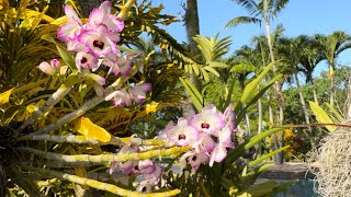 Orchid Haul from the Fairchild Orchid Show Morning Walk amp New Blooms In the Garden [upl. by Jerold]