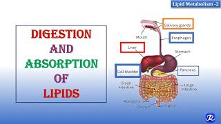 2 Digestion amp Absorption Of Lipids  Lipid Metabolism2  Biochemistry  NJOY Biochemistry [upl. by Lee]