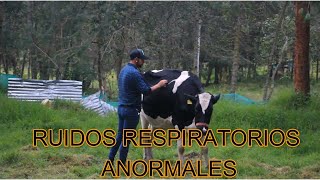 RUIDOS RESPIRATORIOS ANORMALES AUSCULTACION EN BOVINOS [upl. by Ynnam]