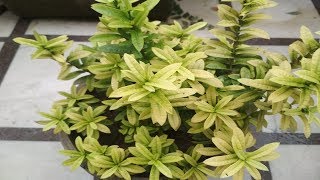 Ixora Plant Care Hindi  How to Grow amp Care Chinese Ixora Plant in Pots [upl. by Yeloc]