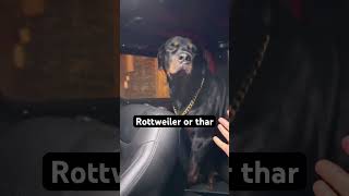 Rottweiler ki car hai THAR comedy funny youtubeshorts viralvideo viralshort memes dog dogs [upl. by Kazimir]