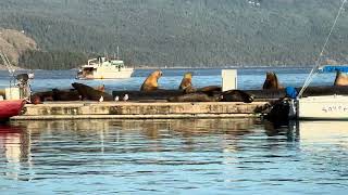 Cowichan Bay [upl. by Luby732]