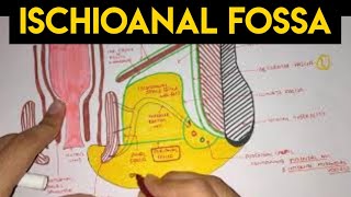 Perineum  2  Ischioanal Fossa [upl. by Pussej]