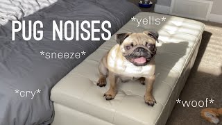 Pug Noises  Compilation [upl. by Wales838]