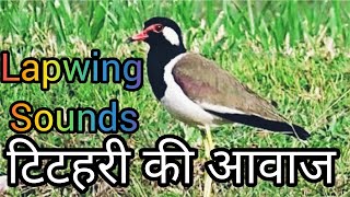 Lapwing Bird SoundsRed Wattled Lapwing SoundTitahari Ki AwazLapwing Call [upl. by Odette]