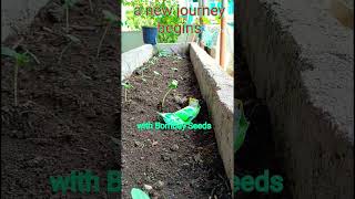 Best vegetable seeds how to grow vegetables at home growing vegetables by seeds Shortsshorts feed [upl. by Dwyer298]