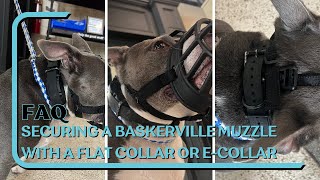 How To Size And Secure A Baskerville Muzzle With Flat Collar Or ECollar Starring Doug The Pit Bull [upl. by Tfat]