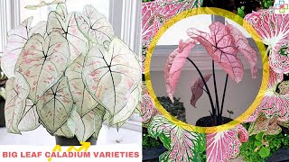 14 Most Beautiful Types of Big Leaf Caladium Varieties You Can Grow [upl. by Calen]