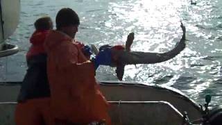 Commercial Fishing Lingcod Alaska 2011 [upl. by Platus]