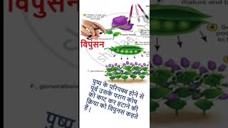 विपूंसनemasculation emasculationdefinebiologyinhindi biologyclass12 class12 crashcourse [upl. by Philps]