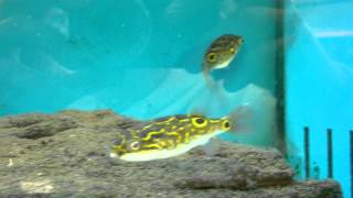 Tetraodon Biocellatus Figure Eight Puffer [upl. by Htabmas431]