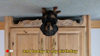 Ep 2 Oakley the Dachshunds BIRTHDAY VLOG  Funny Dog Video [upl. by Skeie560]